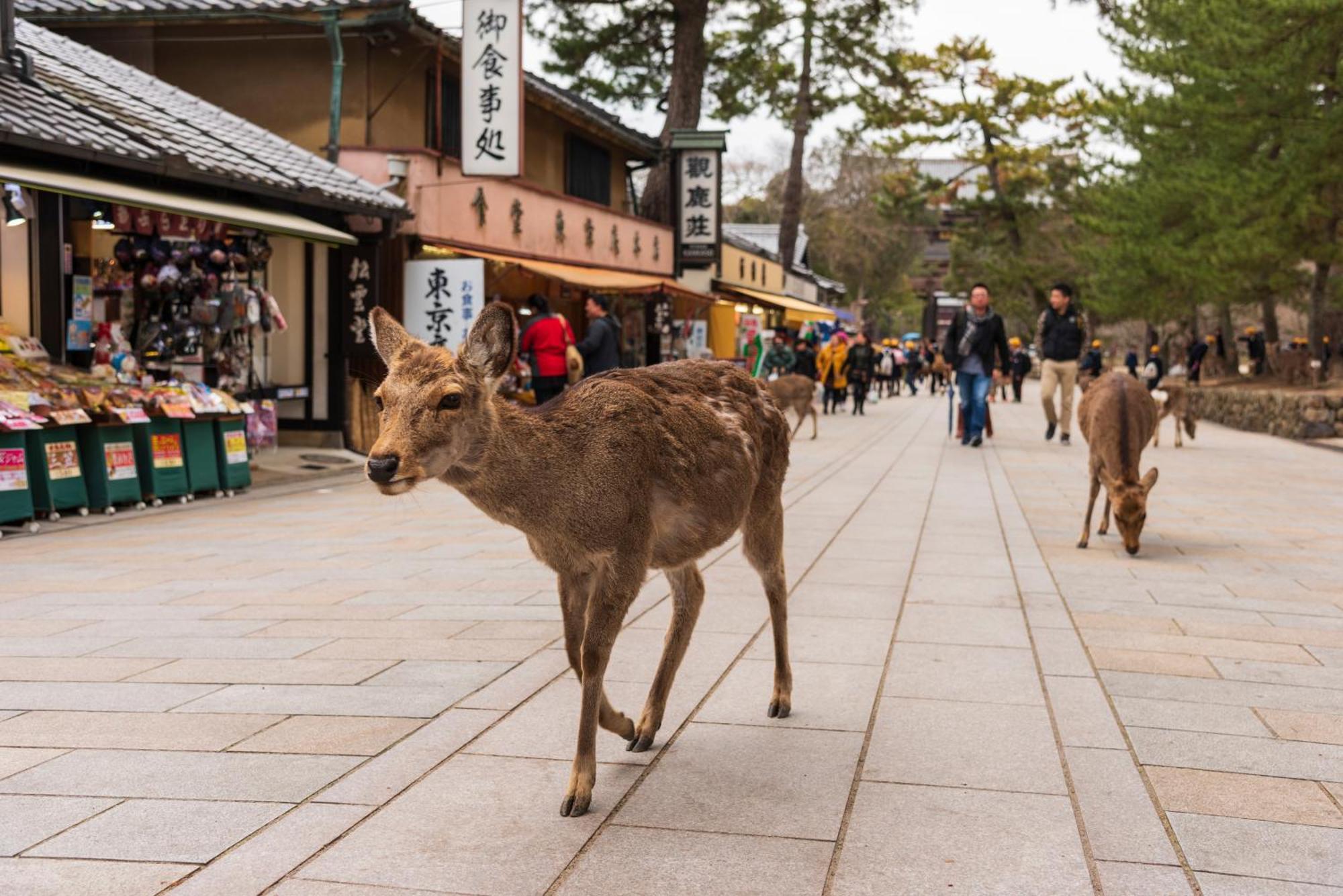 Ranjatai Villa Nara Dış mekan fotoğraf